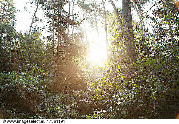 Sonnenaufgang über üppigem Wald