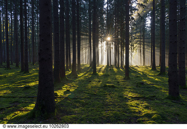 Sonnenaufgang Wald Fichte Deutschland Hessen