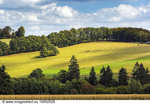 Sonnenbeschienener Hügel mit grasendem Vieh und blauem Himmel mit Wolken  westlich von La Roche-en-Ardenne; Belgien