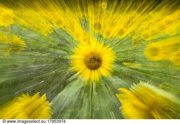 Sonnenblumen (Helianthus annuus)  Blüten  Sonnenblumenfeld  abstrakt  unscharf  Zoomeffekt  Hessen  Deutschland  Europa