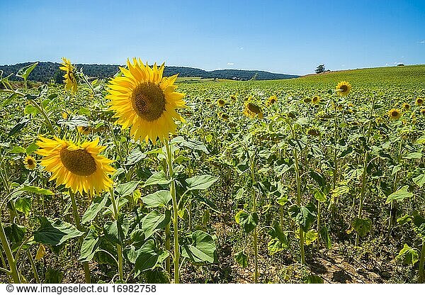 Sonnenblumenfeld. Soria  Spanien.