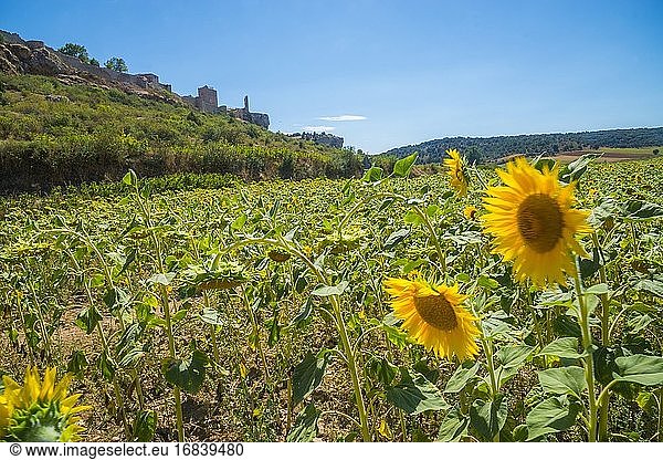 Sonnenblumenfeld und Überblick über das Dorf. Calata?azor  Provinz Soria  Kastilien-León  Spanien.
