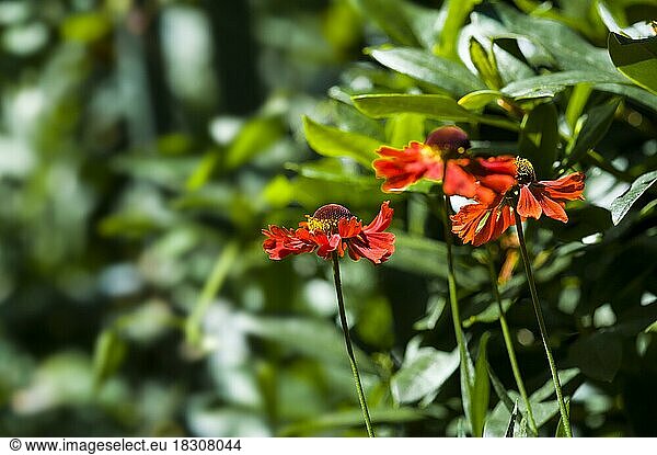 Sonnenbraut (Helenium) moerheim beauty  helens flower. Vor einigen immergrünen Sträuchern