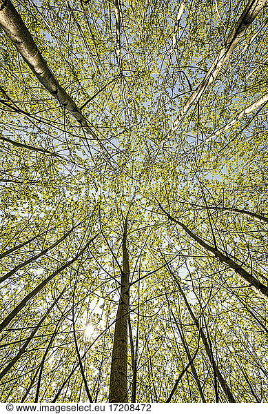 Sonnenlicht auf einer Baumkrone im Wald