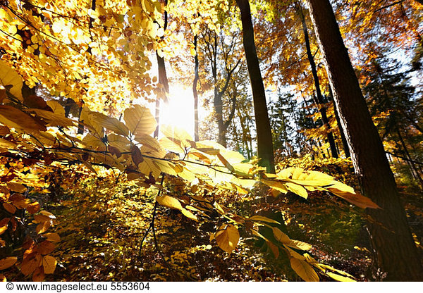 Sonnenlicht durch das Herbstlaub des Buchenwaldes