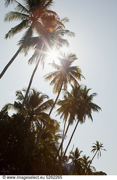 Sonnenlicht durch Palmen  Perhentian Kecil  Malaysia