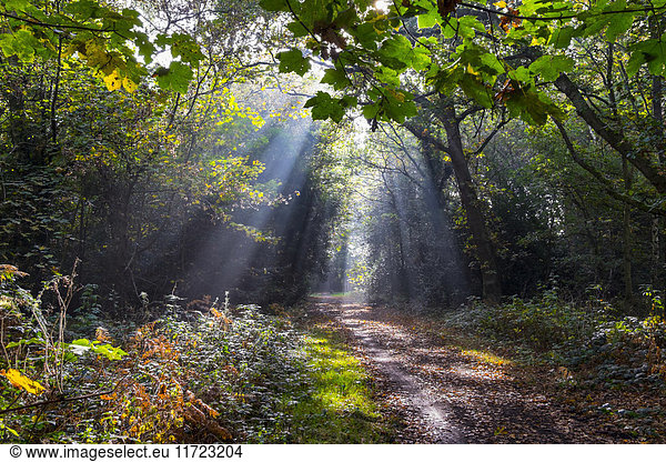 Sonnenlicht durchflutet einen Waldweg im Herbst; Surrey  England'.