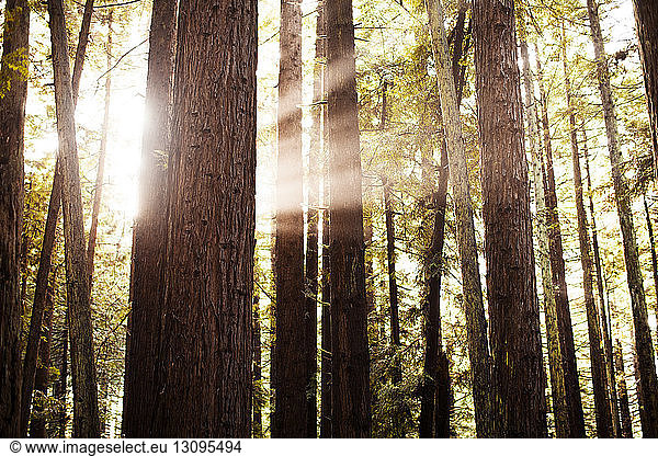 Sonnenlicht durchströmt Bäume im Wald