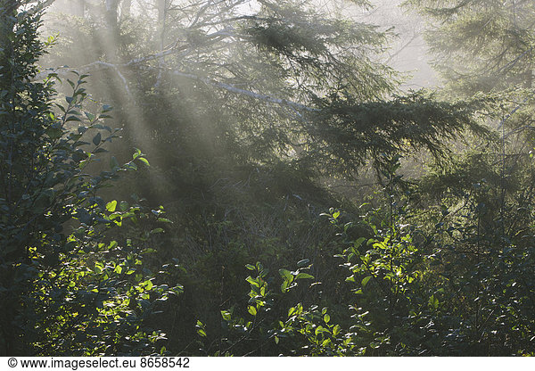 Sonnenlicht schien durch die üppige grüne Vegetation im gemäßigten Regenwald des Olympic National Park.