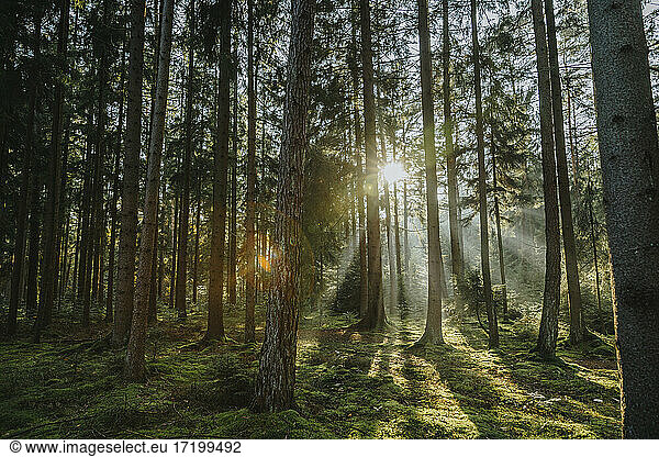 Sonnenlicht strömt durch Bäume im Wald