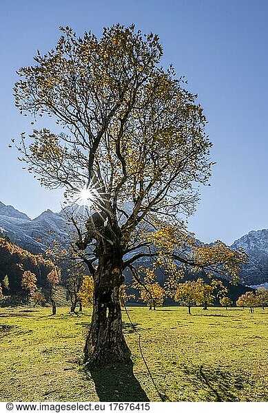 Sonnenstern  großer Ahornboden im Herbst  Gelber Bergahorn  Rißtal in der Eng  Tirol  Österreich  Europa