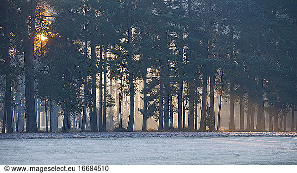 Sonnenstrahlen  die an einem frostigen Morgen in Woking / Surrey durch die Bäume scheinen