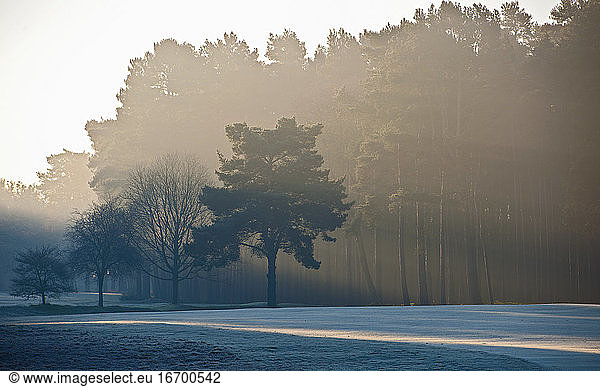 Sonnenstrahlen  die an einem frostigen Morgen in Woking / Surrey durch die Bäume scheinen