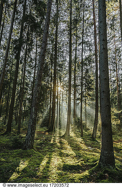 Sonnenstrahlen  die durch Bäume im Wald fallen