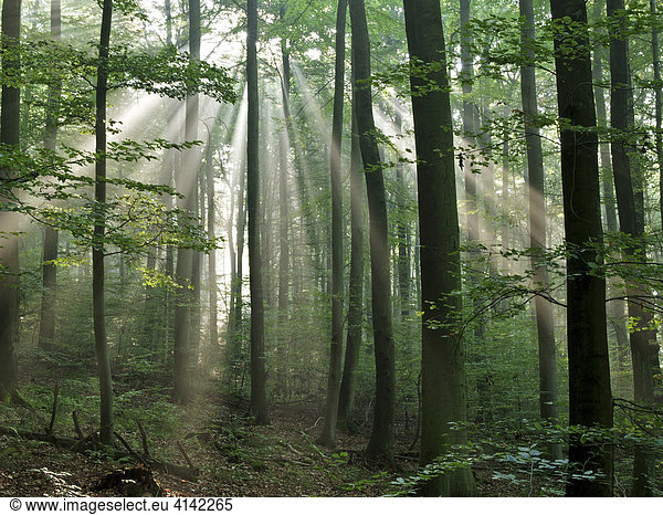 Sonnenstrahlen durchfluteten Wald  Odenwald  Deutschland