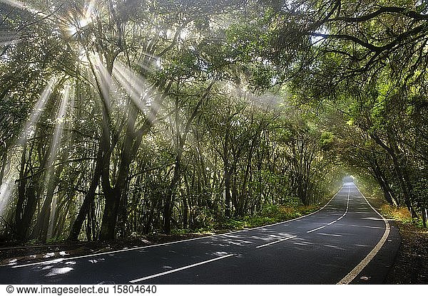 Sonnenstrahlen im Nebel  Straße im Nebelwald  Garajonay National Park  La Gomera  Kanarische Inseln  Spanien  Europa
