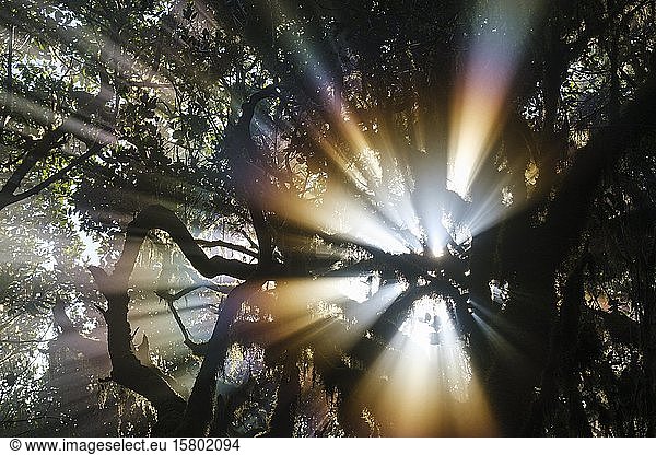 Sonnenstrahlen im Nebelwald  Garajonay National Park  La Gomera  Kanarische Inseln  Spanien  Europa