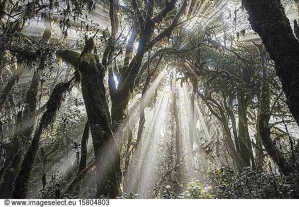 Sonnenstrahlen im Nebelwald  Garajonay National Park  La Gomera  Kanarische Inseln  Spanien  Europa