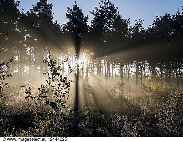 Sonnenstrahlen scheinen durch silhouettierte Bäume  Esher Commons  Surrey  England