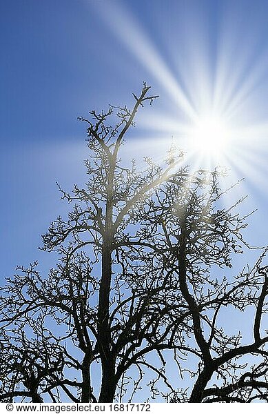 Sonnenstrahlen  vertrockneter Birnbaum  Baden-Württemberg  Deutschland  Europa