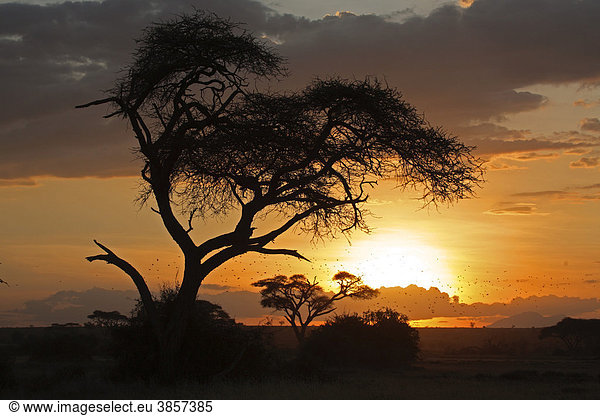 Sonnenuntergang  Amboseli  Kenia  Afrika
