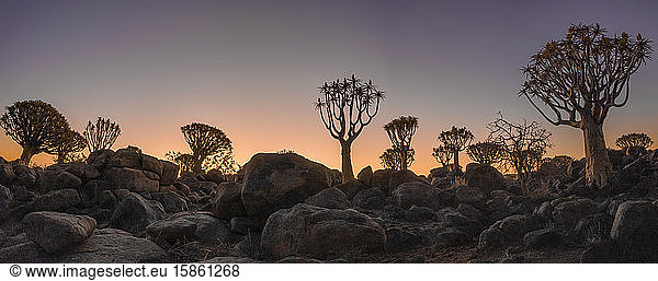 Sonnenuntergang auf Köcherbäumen in der Silhouette im Köcherbaumwald  Namibia