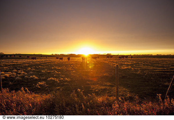 Sonnenuntergang über Agrarland Manitoba