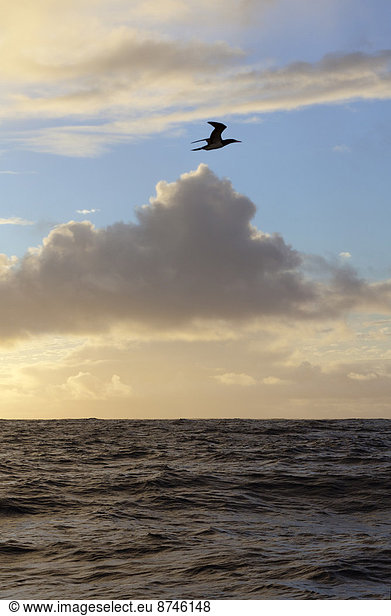 Sonnenuntergang  über  Ozean  Meer  Vogel  Atlantischer Ozean  Atlantik