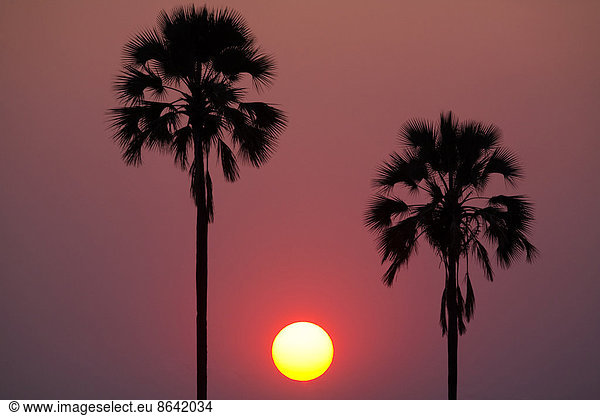 Sonnenuntergang  Botswana