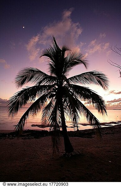 Sonnenuntergang Caymans  Cayman Inseln  Grand Cayman  Karibik  Palme  Strand  Meer  Landschaft  Stimmung Sunset  Cayman Islands  Caribbean Sunset  Caribbean  Palm in sunset Sunset  Grand Cayma