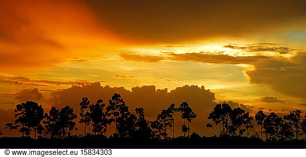 Sonnenuntergang durch die Kiefer im Naturgebiet Pine Glades