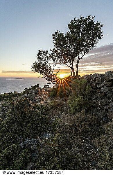 Sonnenuntergang hinter Bäumen  Sonnenstern  Landschaft mit Macchia  Nisyros  Dodekanes  Griechenland  Europa