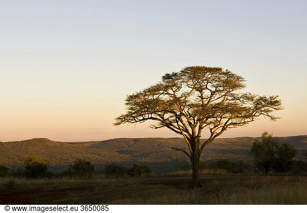 Sonnenuntergang  Hluhluwe-Imfolozi Nationalpark  Südafrika  Afrika