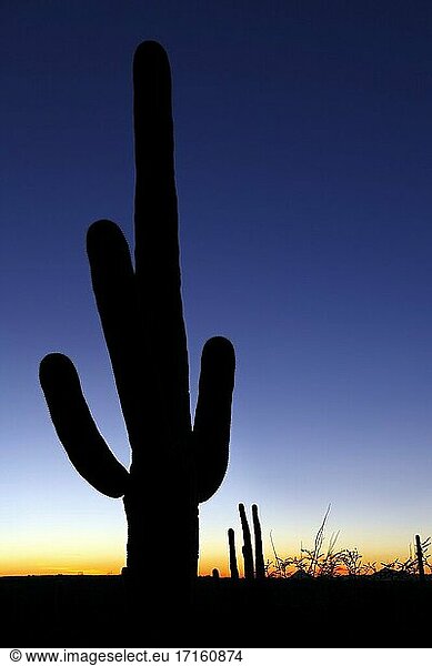 Sonnenuntergang mit silhouettiertem Saguaro-Kaktus im Saguaro National Park.