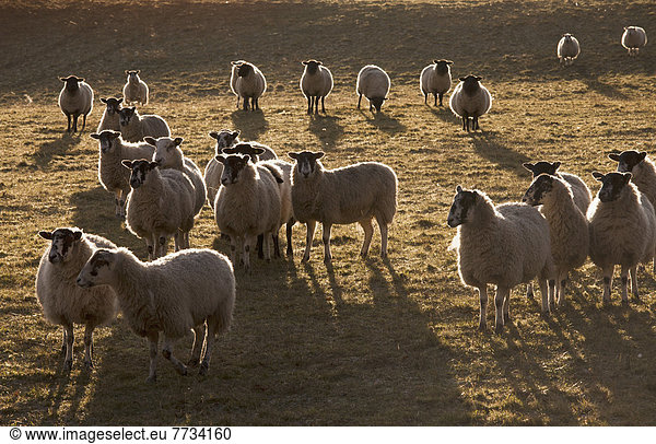 Sonnenuntergang  Schaf  Ovis aries  Feld  Herde  Herdentier  Vogelschwarm  Vogelschar  England  Northumberland