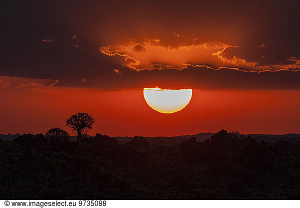 Sonnenuntergang  Silhouette von Köcherbäumen  Garas-Park  bei Keetmanshoop  Namibia  Afrika