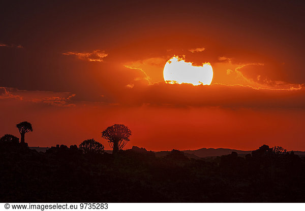 Sonnenuntergang  Silhouette von Köcherbäumen  Garas-Park  bei Keetmanshoop  Namibia  Afrika