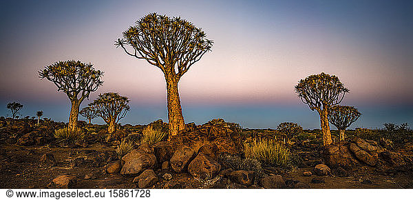 Sonnenuntergangs-Panorama von Köcherbäumen im Köcherbaumwald  Namibia