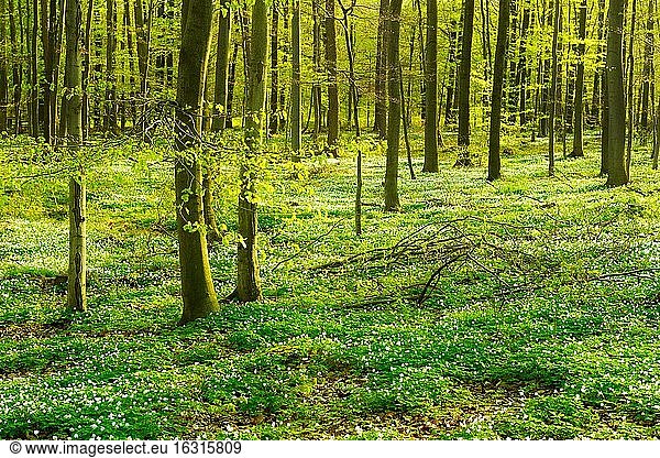 Sonniger Buchenwald im zeitigen Frühling  blühende Buschwindröschen bedecken den Boden  Harzvorland  bei Wippra  Mansfeld-Südharz  Deutschland  Europa