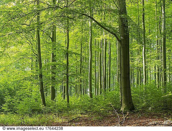 Sonniger naturnaher Buchenwald mit Naturverjüngung  Höhenzug Hohe Schrecke  Thüringen  Deutschland  Europa