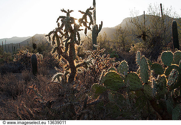 Sonora Desert Ecosystem with cacti near Phoenix  AZ