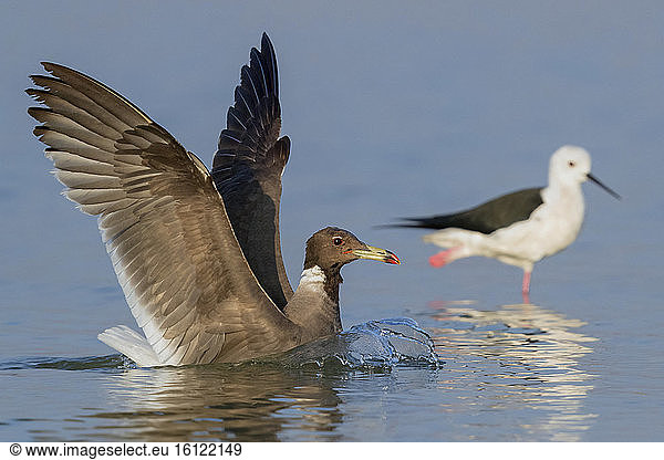 Sooty Gull (Ichthyaetus hemprichii)  adult in winter plumage landing in the water  Dhofar  Oman