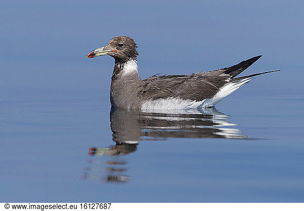 Sooty Gull (Ichthyaetus hemprichii)  adult in winter plumage swimming in the sea  Dhofar  Oman