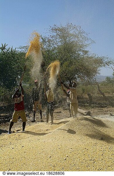 Sorghum Harvest Sorghum Harvest, Separating Wheat From Chaff, Southern ...