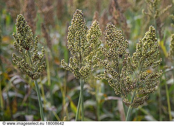 Sorghum (Sorghum sp.) crop  growing in field  Pouzay  Indre-et-Loire  Central France