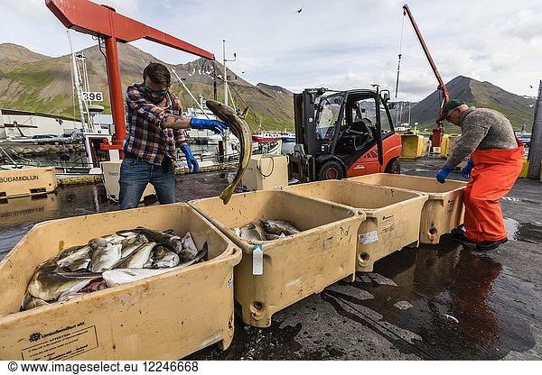Sortieren von fangfrischem Fisch in Siglufjorour Siglufjordur vor der Nordküste Islands Polarregionen