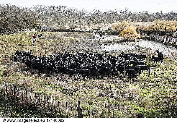 Sorting of Camargue bulls by bullfighters  Arles  Camargue Regional Nature Park  France