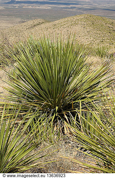 Sotol (Dasylirion leiophyllum). Also known as Desert Spoon. It is distilled and made into an alcoholic beverage of the same name  and is the state drink of Chihuahua  Mexico. Big Bend NP  Texas