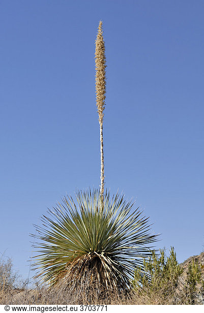 Sotol oder Desert Spoon (Dasylirion)  Agavenart  Sabino Canyon  Coronado National Forest  Tucson  Arizona  USA