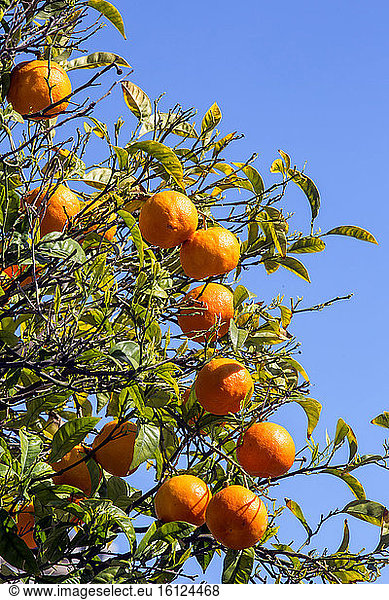 Sour oranges (Citrus aurantium) sour oranges fruit in spring  City of Hyères  Var  France